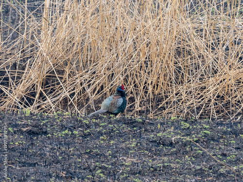 地面にいるキジ