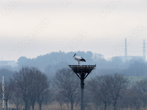 巣をつくるコウノトリ