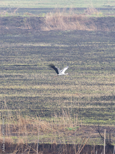 空飛ぶコウノトリ
