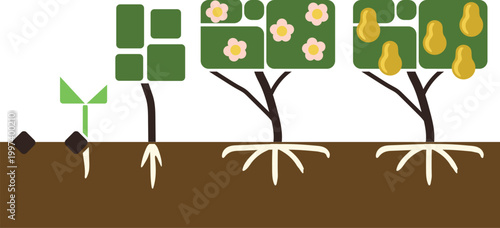 Stylized Flat Design Pear Tree Life Cycle with roots 