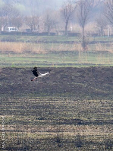 空飛ぶコウノトリ