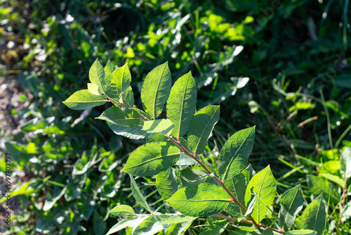 Tableau sur toile Bright Green Leaves Of Tender Young Beaked Willow Shoot