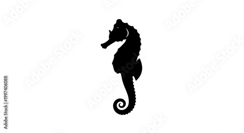Silhouette of a seahorse on a white background
