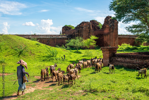 Foto Herder with a goat flock among the ancient brick ruins in Bagan, Myanmar