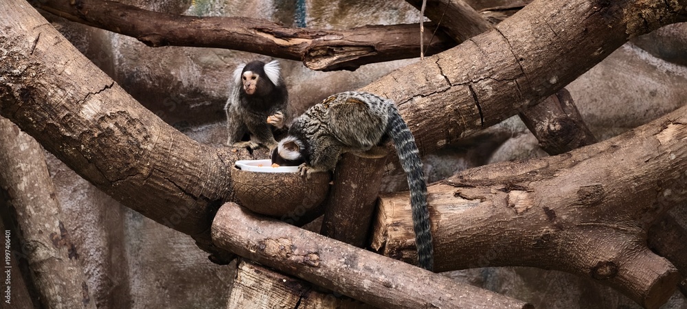 Fototapeta premium Two common marmosets perched on intersecting tree branches inside a zoo enclosure. This image captures the social behavior and feeding habits of marmosets.