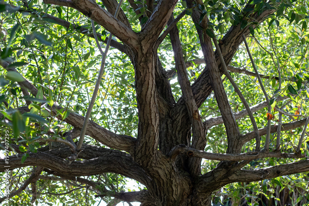 Fototapeta premium Golden Willow Tree Branches And Leaves Background