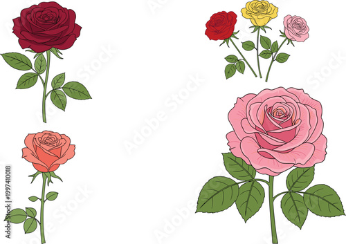 Set of Beautiful Rose Flowers in Red Pink and Yellow Colors with Green Leaves for Romantic Valentine Day Wedding and Floral Design