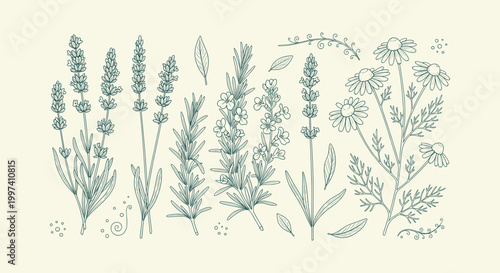 Vintage hand drawn sketch of lavender rosemary and chamomile herbal flowers for medical and beauty.