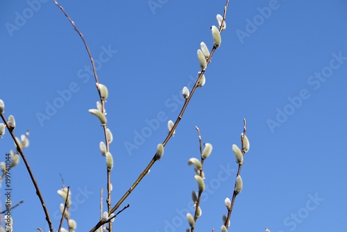 Willow branches and cute catkins in bright spring day.