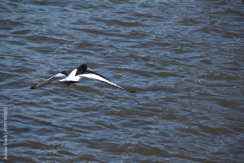 A flying oystercatcher.
