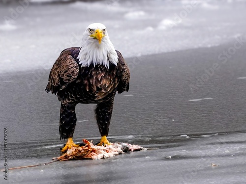 Prey Torn Apart by Bald Eagle