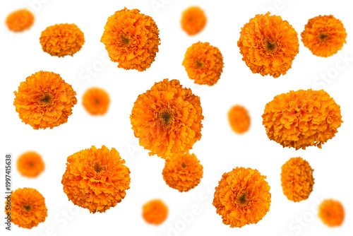 A collection of elements with scattered orange marigold flowers on a transparent background.