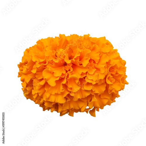 Orange marigold flower isolated on a transparent background. Side view.