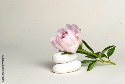 Soft Pink Flower on White Stones With Green Leaves in Simple Setting