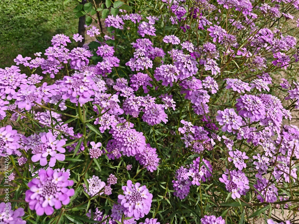 Obraz premium Candytuft or Iberis umbellata or bouquet fill flowers