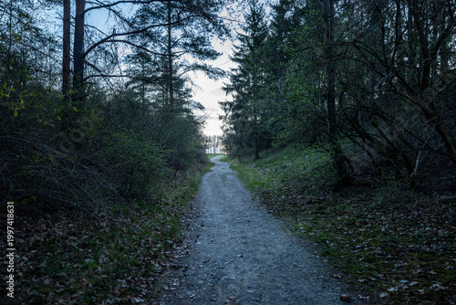 Stockholm, Sweden A wooded path at dawn.