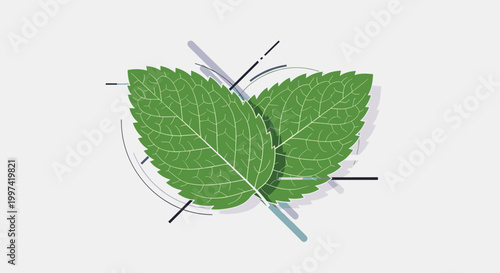 Fresh green mint leaves with abstract lines and circles representing detailed herb foliage used for cooking, herbal tea, and health products.