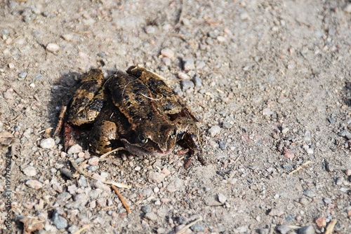 A cute common frog.