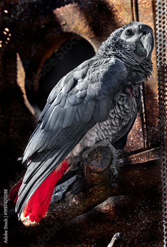African grey parrot near the nestling house. Latin name - Psittacus erithacus	