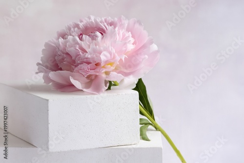 Pink Flower Placed on White Blocks in a Simple Arrangement During a Bright In...