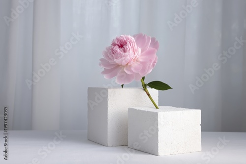 Pink Flower Placed on White Blocks in a Simple Arrangement During a Bright In...