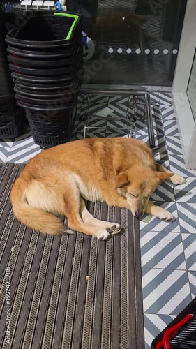 Sleepy stray dog napping on a doormat in front of a storefront at night, an urban animal resting on the city sidewalk as people pass by the entrance of a shop