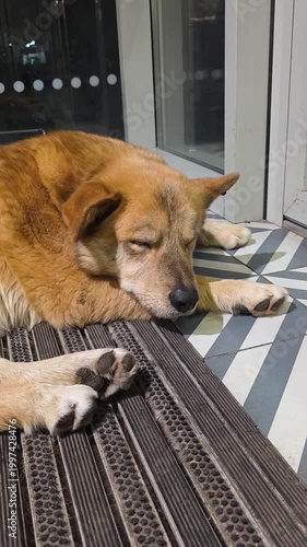 Tired homeless dog sleeping peacefully on a doormat at the entrance of a supermarket, seeking shelter from the heat inside the air-conditioned store at night