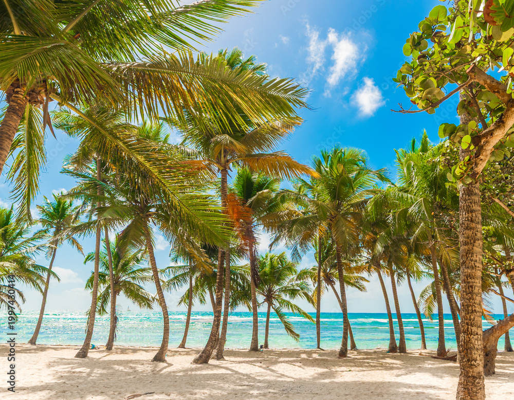 Obraz premium Bois Jolan beach palm trees by the shore
