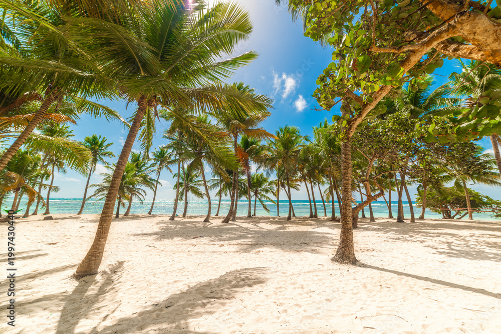 Obraz premium Bois Jolan beach with palm trees under a blue sky, empty shoreline