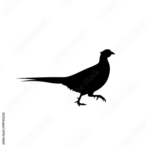 Silhouette of a pheasant bird walking gracefully on a white surface, side view.