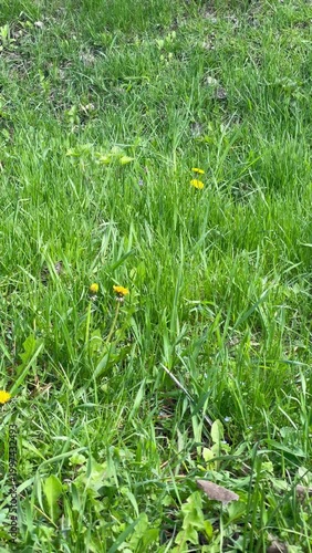Green grass and yellow dandelions sway in the wind on a sunny spring day