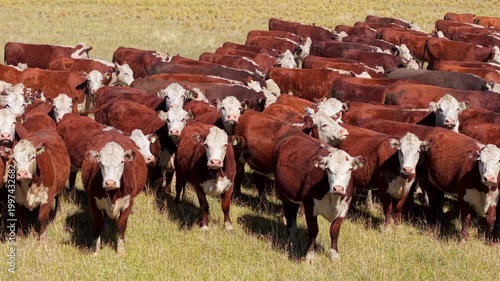 Vacas en los campos de la estepa patagonica - Cows in the fields of the Patagonian steppe