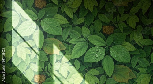 A vibrant green leafy background with water droplets, creating a natural and serene atmosphere. 