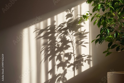 Sunlight Creates Shadow Patterns on Wall From a Plant in an Indoor Space