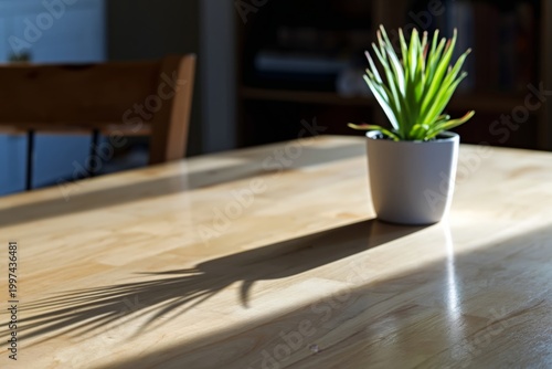 Green Plant in White Pot on Wooden Table Casting a Shadow in Bright Light