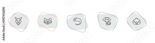 animals outline icon set. linear vector for ui, web and mobile. thin line camel, racoon, chameleon icons.