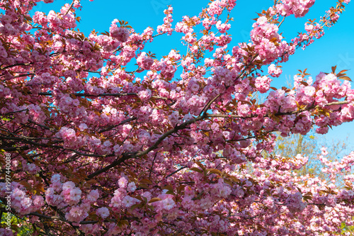 Foto Cherry blossom branches blooming against clear blue sky