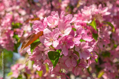 Close up pink crabapple blooms opening on leafy branch