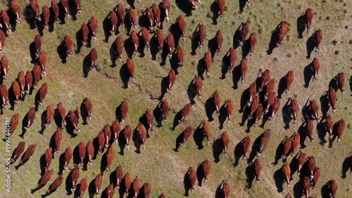 Toma cenital de las vacas en los campos de la estepa patagonica