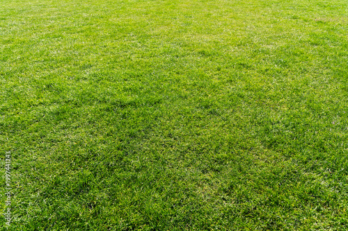 Fotografie Evenly mowed grass expanse on sunlit park field surface