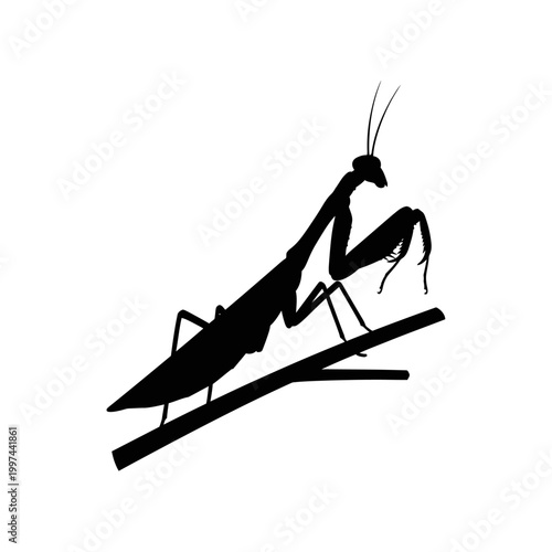 Silhouette of a praying mantis perched on a branch, isolated on white background.