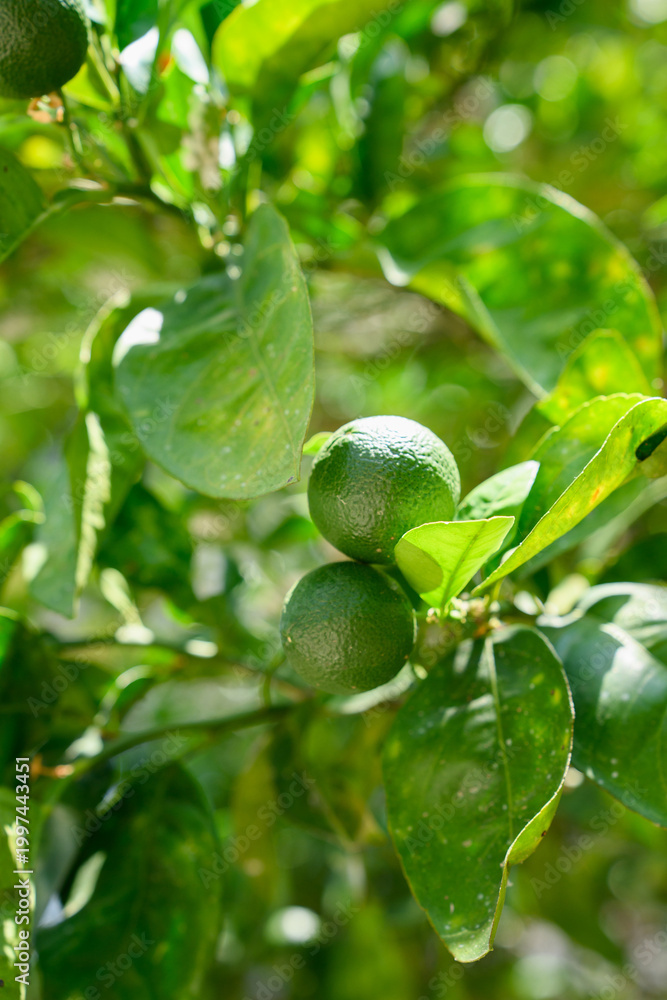 Fototapeta premium Fresh green limes ripening on a tree branch in a sunny garden. Organic citrus fruits growing in a plantation. Concept of agriculture, healthy food, vitamin C, organic farming, gardening
