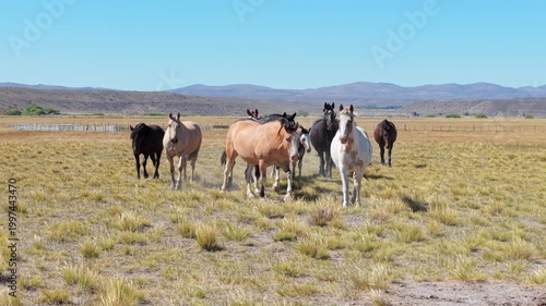 Caballos en la estepa patagonica