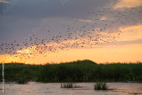 Obraz na płótnie Flock of ibises flying over the river at sunset