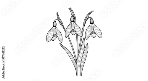 Delicate black and white botanical line art illustration of three elegant snowdrop flowers with long leaves emerging from the ground in spring.