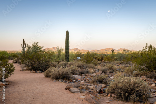 Fotografi McDowell Sonoran Preserve, Arizona