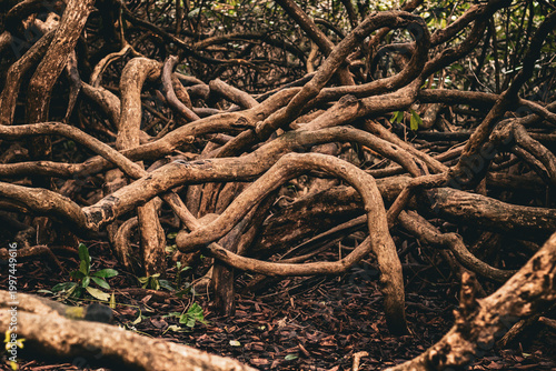 Tangled tree roots natural woodland texture background