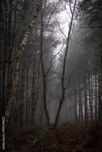 V shaped tree in misty woodland setting