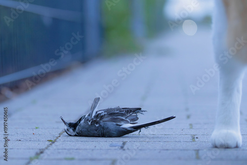 a white wagtail (Motacilla alba) laying dead in front of a house cat, which was killing the songbird