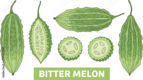 Hand-Drawn Illustration of Bitter Melon Showing Whole, Sliced, and Seeded Variations for Healthy Food Designs
